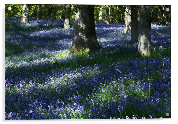 Kinclaven Bluebell Wood Acrylic by Karl Oparka