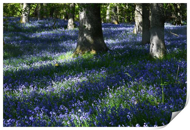 Kinclaven Bluebell Wood Print by Karl Oparka
