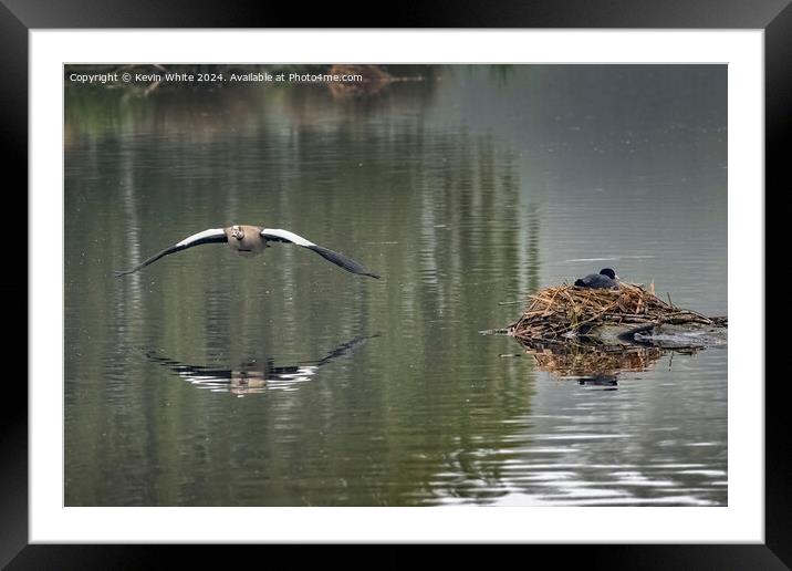 Goose and Coot sharing the pond Framed Mounted Print by Kevin White