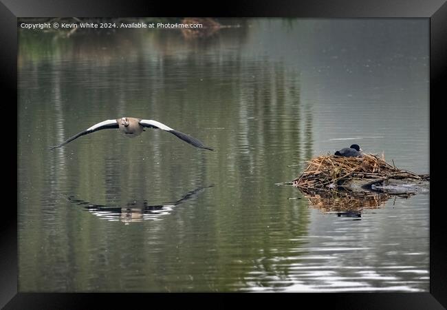 Goose and Coot sharing the pond Framed Print by Kevin White
