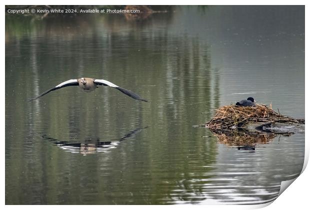 Goose and Coot sharing the pond Print by Kevin White