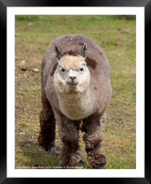 Inquisitive Alpaca Framed Mounted Print by Mark Ward