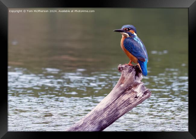 Kingfisher Framed Print by Tom McPherson