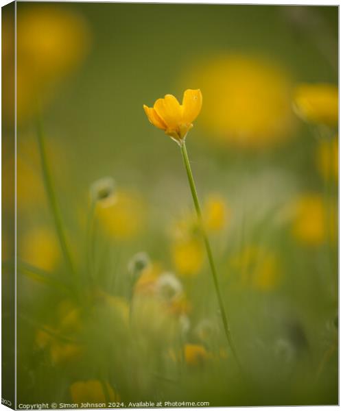 meadow buttercup  buflower Canvas Print by Simon Johnson