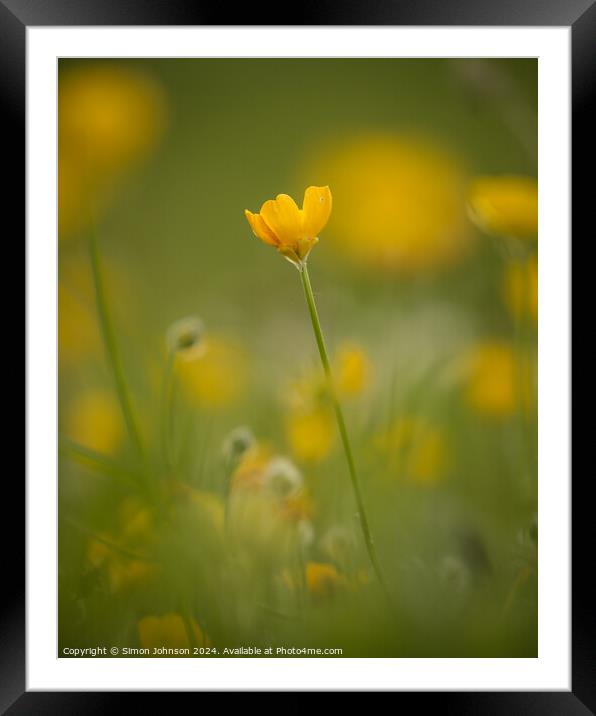 meadow buttercup  buflower Framed Mounted Print by Simon Johnson
