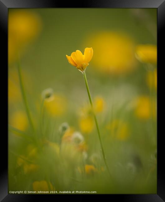 meadow buttercup  buflower Framed Print by Simon Johnson