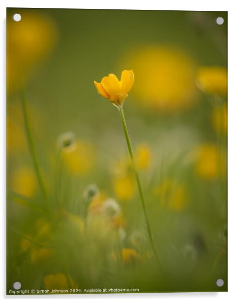 meadow buttercup  buflower Acrylic by Simon Johnson