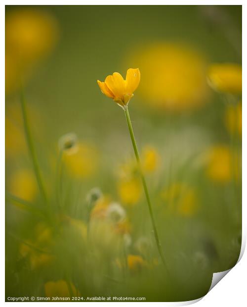 meadow buttercup  buflower Print by Simon Johnson