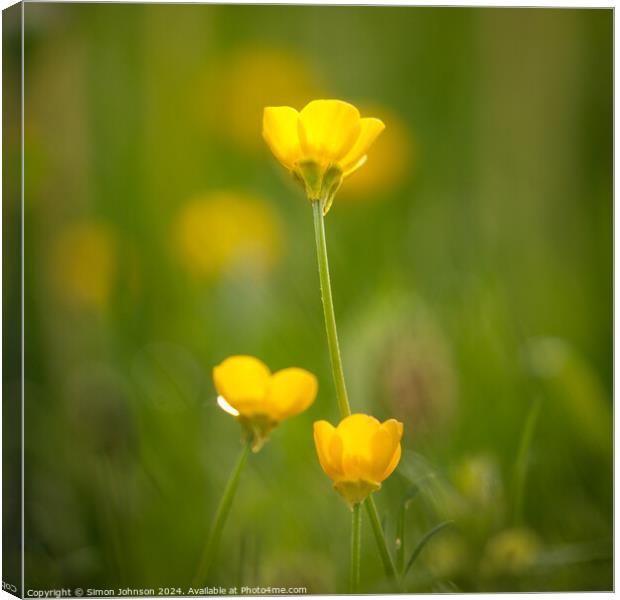 Buttercup flower Canvas Print by Simon Johnson