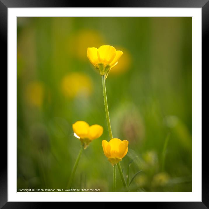 Buttercup flower Framed Mounted Print by Simon Johnson