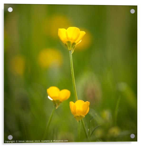 Buttercup flower Acrylic by Simon Johnson