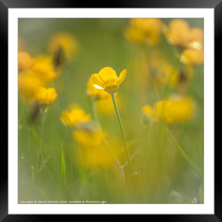 buttercup  flower soft focus Framed Mounted Print by Simon Johnson