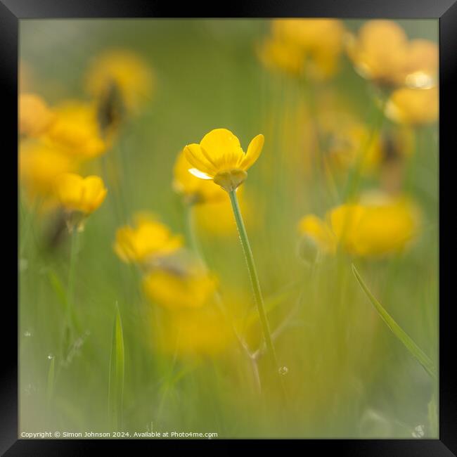 buttercup  flower soft focus Framed Print by Simon Johnson