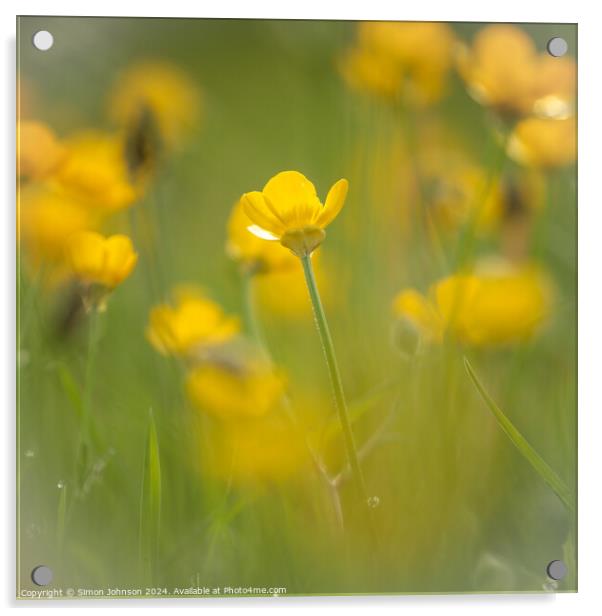 buttercup  flower soft focus Acrylic by Simon Johnson