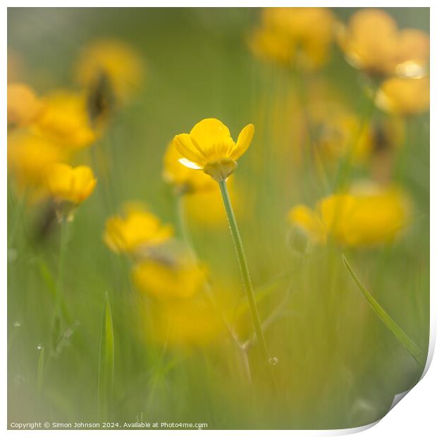 buttercup  flower soft focus Print by Simon Johnson