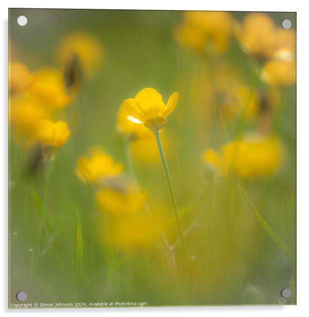 Buutercup flower Acrylic by Simon Johnson