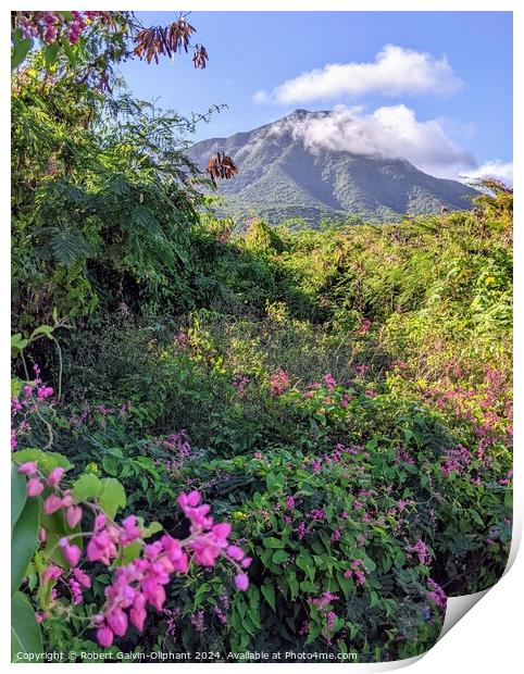 Pink flowers and dormant volcano  Print by Robert Galvin-Oliphant