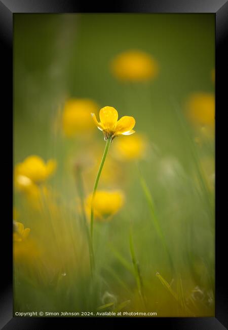 buttercup  flower Framed Print by Simon Johnson