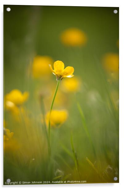 buttercup  flower Acrylic by Simon Johnson