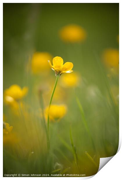 buttercup  flower Print by Simon Johnson