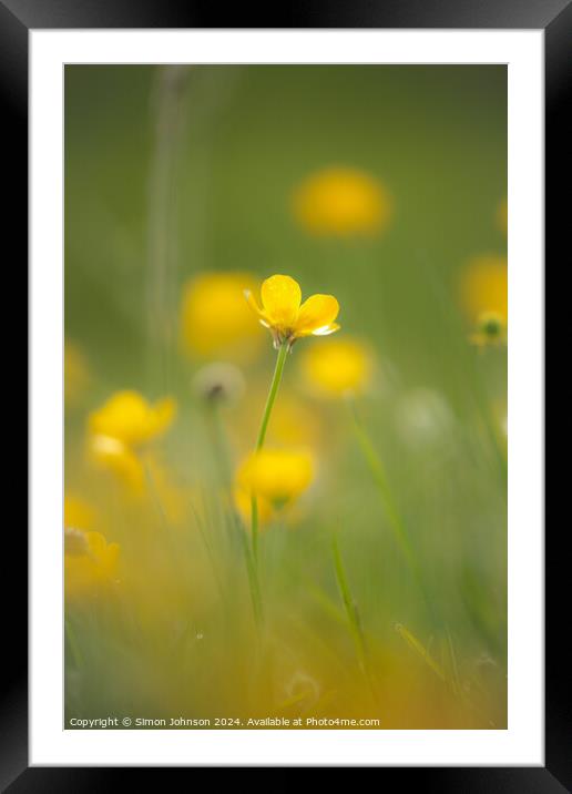 A close up of a  buttercup flower soft focus Framed Mounted Print by Simon Johnson