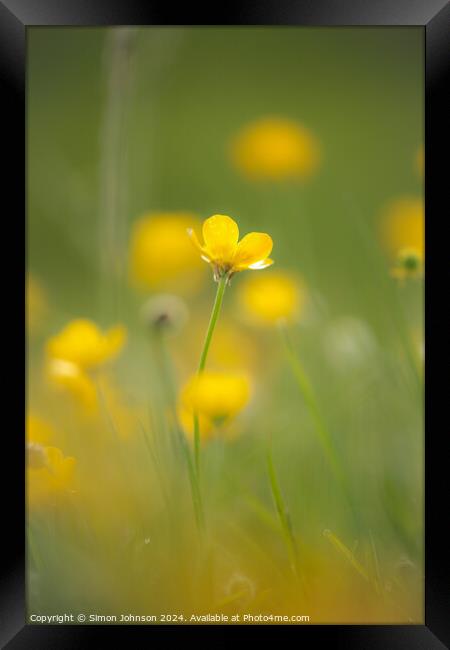 A close up of a  buttercup flower soft focus Framed Print by Simon Johnson