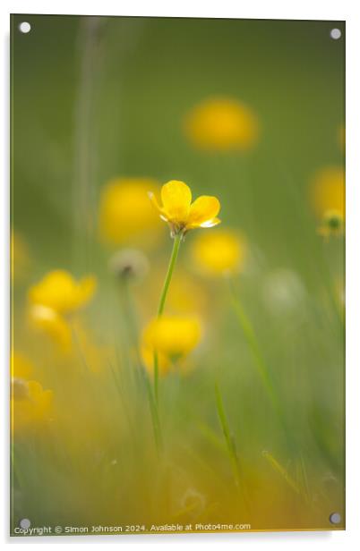 A close up of a  buttercup flower soft focus Acrylic by Simon Johnson
