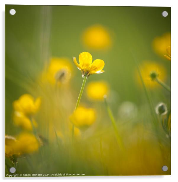 A close up of a flower Acrylic by Simon Johnson