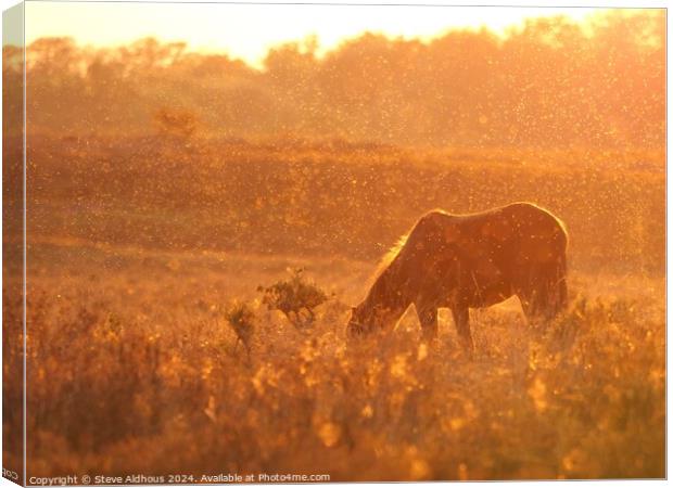 New forest pony at sunset  Canvas Print by Steve Aldhous