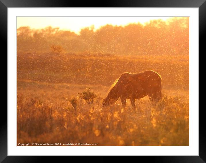 New forest pony at sunset  Framed Mounted Print by Steve Aldhous