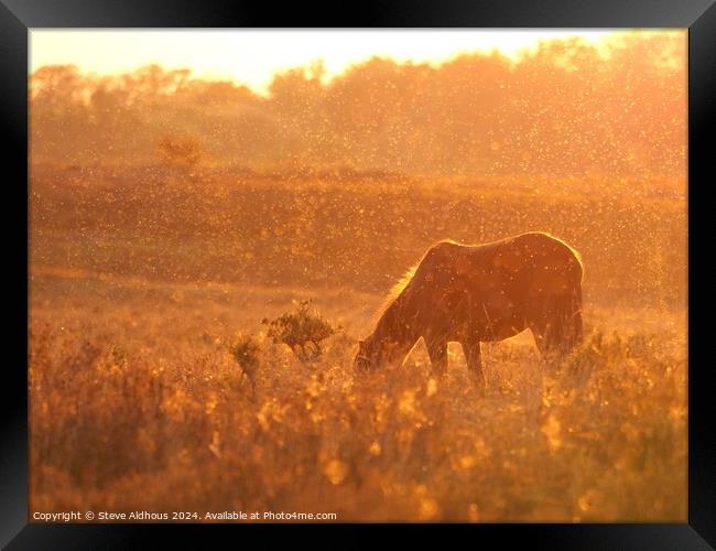 New forest pony at sunset  Framed Print by Steve Aldhous