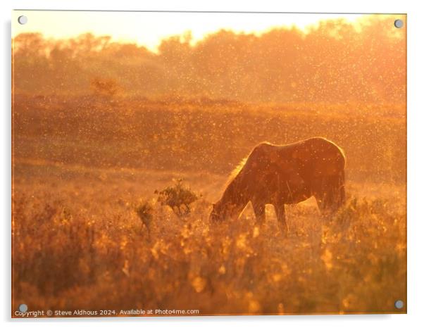 New forest pony at sunset  Acrylic by Steve Aldhous