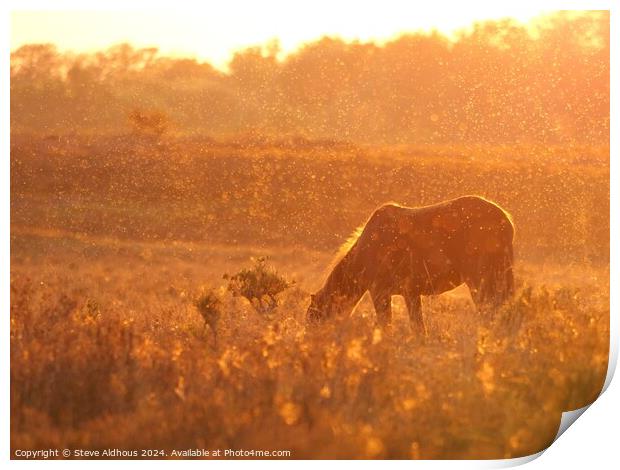 New forest pony at sunset  Print by Steve Aldhous