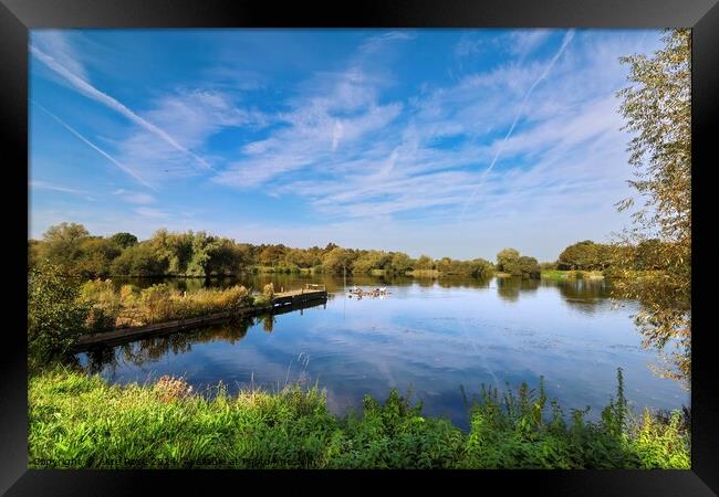 Tranquil Lake Landscape, Kingsbury Water Park Framed Print by Alice Rose Lenton