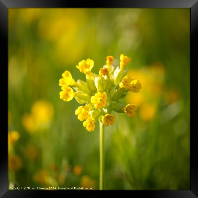 Plant flower Framed Print by Simon Johnson