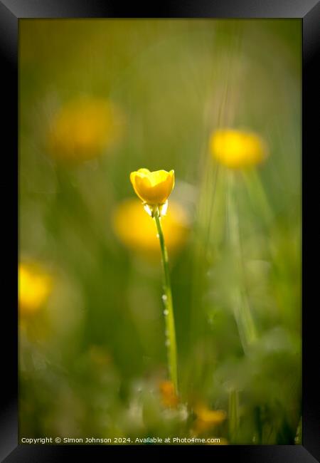 sunlit Buttercup flower Framed Print by Simon Johnson