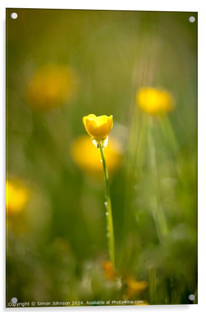 sunlit Buttercup flower Acrylic by Simon Johnson