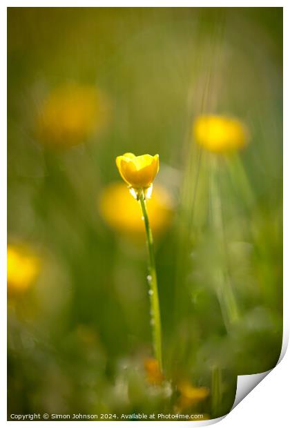 sunlit Buttercup flower Print by Simon Johnson