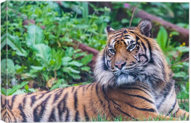 Sumatran tiger lazes in the grass Canvas Print by Jason Wells