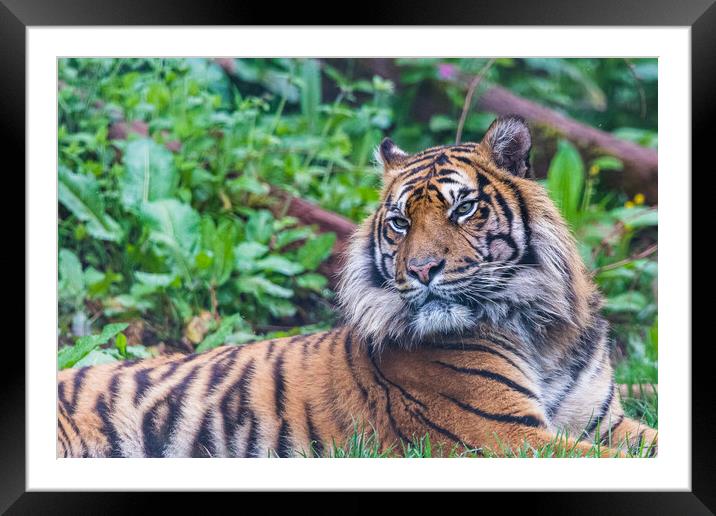Sumatran tiger lazes in the grass Framed Mounted Print by Jason Wells