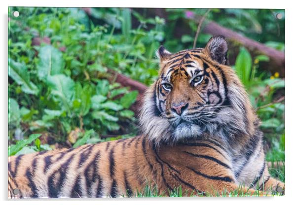 Sumatran tiger lazes in the grass Acrylic by Jason Wells