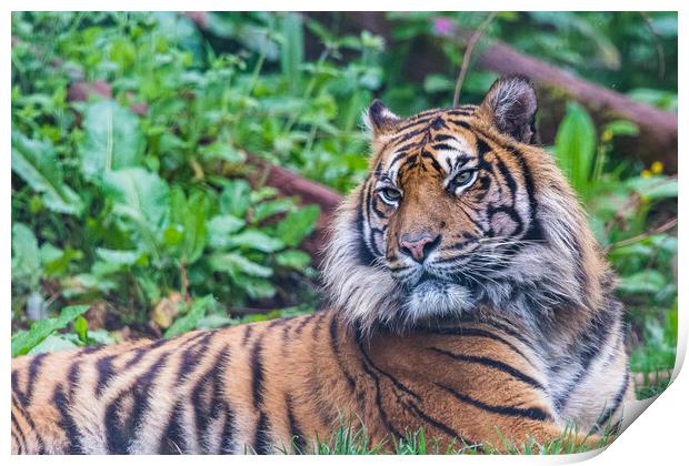 Sumatran tiger lazes in the grass Print by Jason Wells