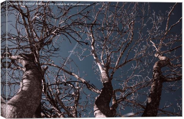 several bare trees with intricate branches reaching upwards against a clear sky Canvas Print by Kristof Bellens