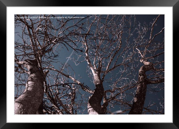 several bare trees with intricate branches reaching upwards against a clear sky Framed Mounted Print by Kristof Bellens