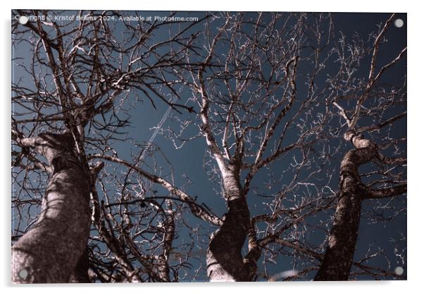 several bare trees with intricate branches reaching upwards against a clear sky Acrylic by Kristof Bellens