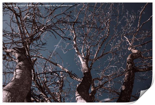 several bare trees with intricate branches reaching upwards against a clear sky Print by Kristof Bellens