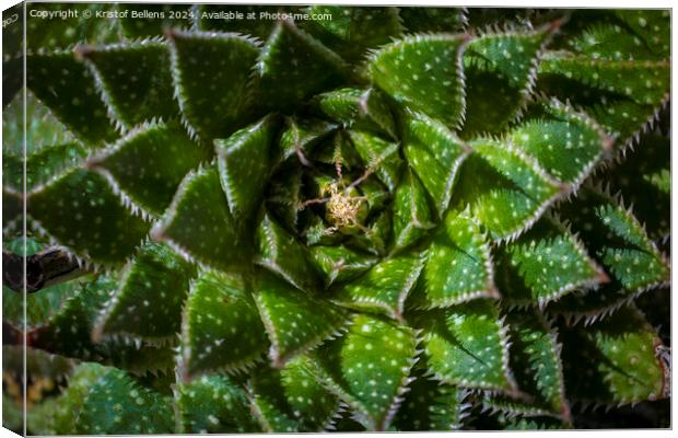 Directly above shot of Lace Aloe or Aristaloe aristata, abstract plant shot with green circular pattern Canvas Print by Kristof Bellens