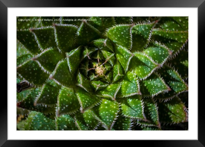 Directly above shot of Lace Aloe or Aristaloe aristata, abstract plant shot with green circular pattern Framed Mounted Print by Kristof Bellens