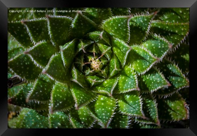 Directly above shot of Lace Aloe or Aristaloe aristata, abstract plant shot with green circular pattern Framed Print by Kristof Bellens