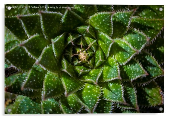 Directly above shot of Lace Aloe or Aristaloe aristata, abstract plant shot with green circular pattern Acrylic by Kristof Bellens